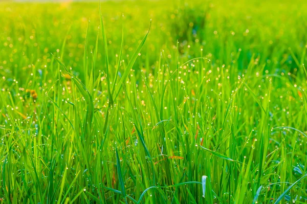 Field of grass with dew closeup in the morning — Stock Photo, Image