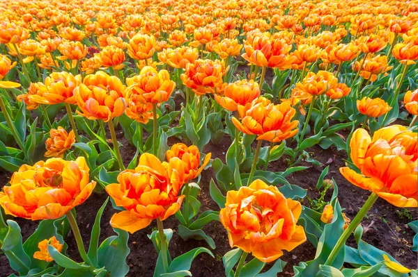 Krásné tulipány oranžová pole zblízka — Stock fotografie