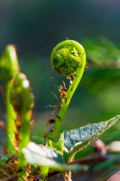 Yeni bir sarmal fern Filiz closeup bükülmüş — Stok fotoğraf