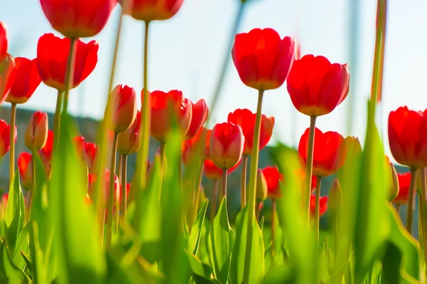 Hermosas flores frescas, tulipanes rojos contra el cielo — Foto de Stock