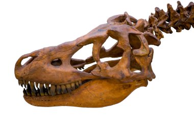 Beyaz arka plan üzerinde izole tyrannosaurus rex iskelet kafatası