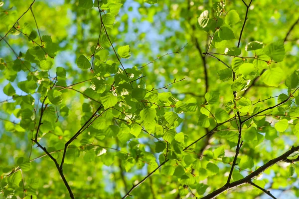 在晴朗的天空背景下的桦树的新鲜春天的叶子 — 图库照片