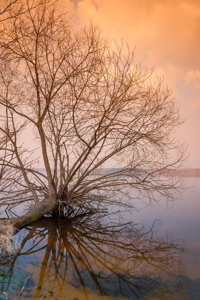 Árvore nua solitário está acima da superfície da água — Fotografia de Stock
