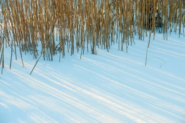 在阳光明媚的冬日, 雪中干燥的沼泽草飘浮 — 图库照片