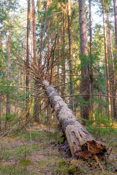 Rotte omgevallen boom in het bos - verticale foto — Stockfoto