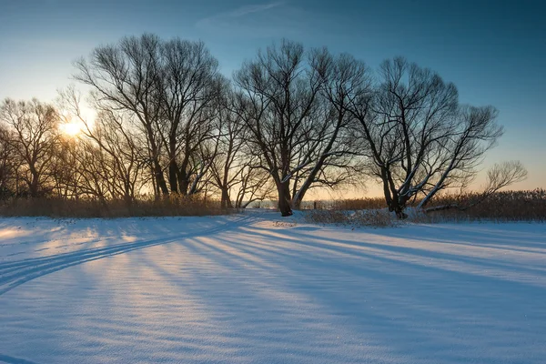 Un grupo de árboles desnudos en un campo al atardecer día de invierno — Foto de Stock