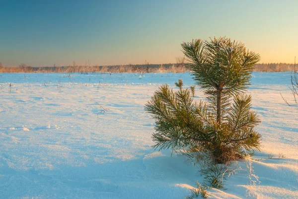 Pequeño pino solitario en un campo nevado en un día soleado — Foto de Stock