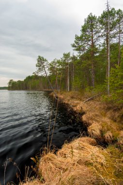 karanlık su ve sahilde uzun boylu pines ile göl
