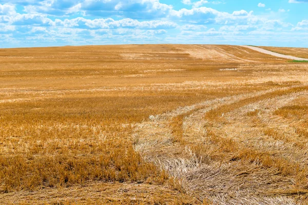 Sticking out beveled dry straw in the field — Stock Photo, Image