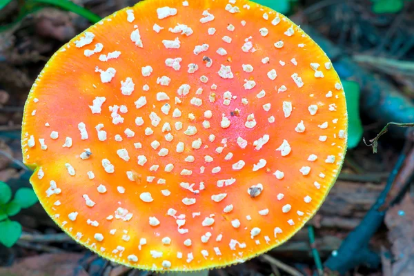 Amanita champiñón sombrero vista superior primer plano — Foto de Stock