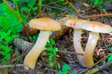 Üç yenilebilir mantar tatlım agaric yakın çekim ormanda