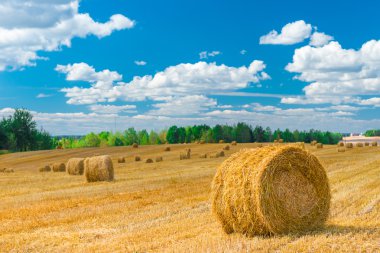güzel bir yakın haystacks çekim alanı hazır