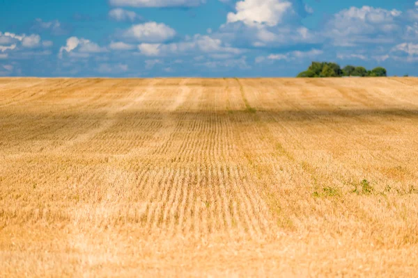 İdeal olarak buğday alanında kulakları kesilmiş — Stok fotoğraf