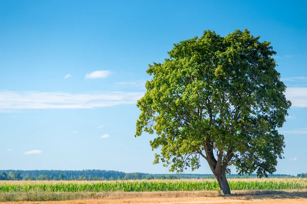 Duże samotne drzewo w pięknym polu — Zdjęcie stockowe