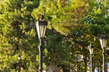 Novorossiysk. Gün batımında bir çam ağacında güzel fenerler. Sıcak yaz akşamı.