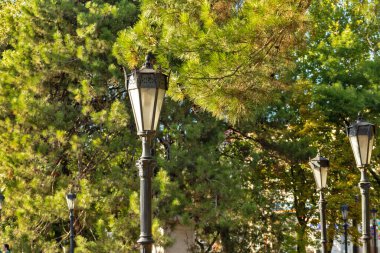 Novorossiysk. Gün batımında bir çam ağacında güzel fenerler. Sıcak yaz akşamı.