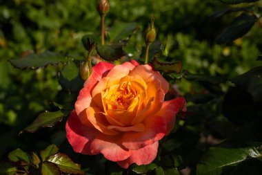 Tver, Tver bölgesi. Şehir bahçesinde aydınlık bir yaz günü. Şehir bahçesinde güzel güller. Yakın plan, bulanık arkaplan