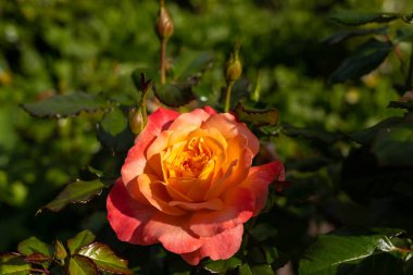 Tver, Tver bölgesi. Şehir bahçesinde aydınlık bir yaz günü. Şehir bahçesinde güzel güller. Yakın plan, bulanık arkaplan