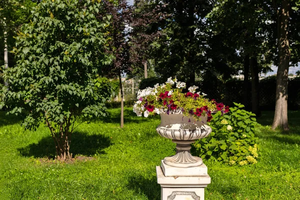 Tver Tver Region Bright Summer Day City Garden Luxury Petunias — Stock Photo, Image