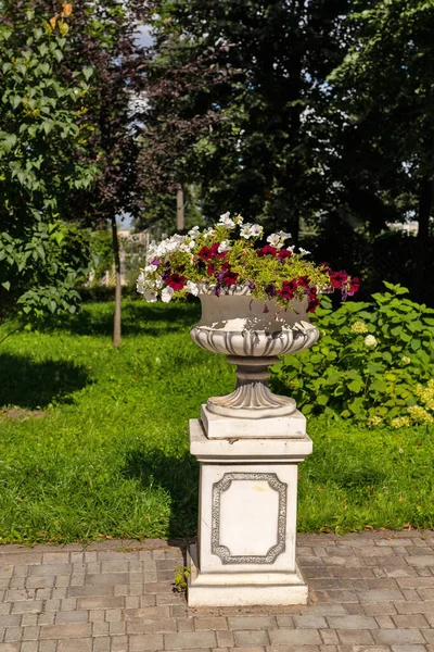 Tver Tver Region Bright Summer Day City Garden Luxury Petunias — Stock Photo, Image