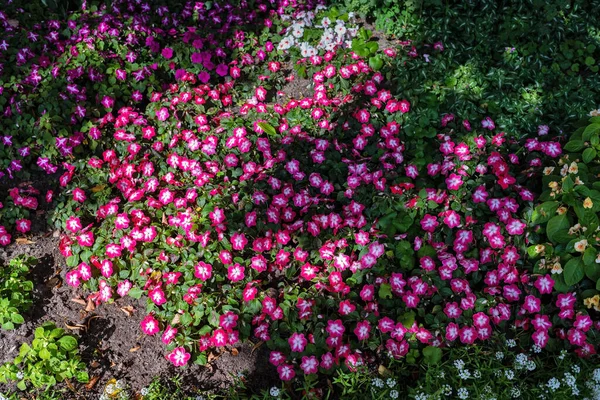 Tver Vinca Nel Parco Del Palazzo Imperiale Palazzo Oldenburg Giornata — Foto Stock