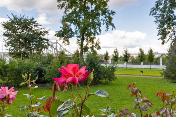Tver. roses in the Park of the Imperial travel Palace. The Palace Of Oldenburg. Summer day in a beautiful Park