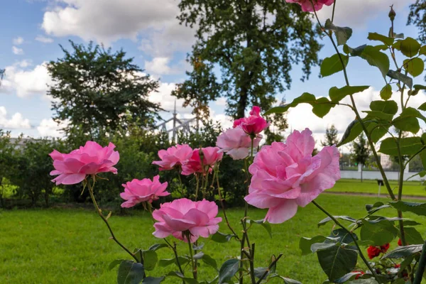 Tver. roses in the Park of the Imperial travel Palace. The Palace Of Oldenburg. Summer day in a beautiful Park