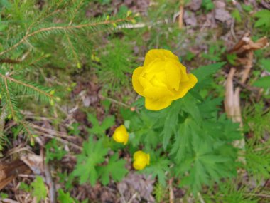 Trollius. Kuzeyde ilkbahar. Kupavna ormanda. Sarı orman yakından yükseldi. Alt manzara. Güneşli bir gün. Arkhangelsk bölgesi