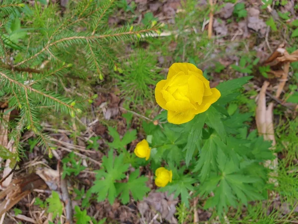 Trollius Spring North Kupavna Woods Yellow Forest Rose Close Bottom — Stock Photo, Image