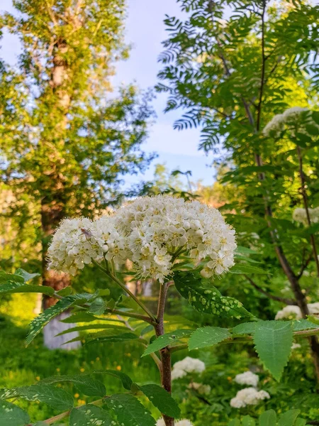 Tidig Sommar Archangelsk Rowan Blommor Upp Ljuset Den Nedgã Ende — Stockfoto