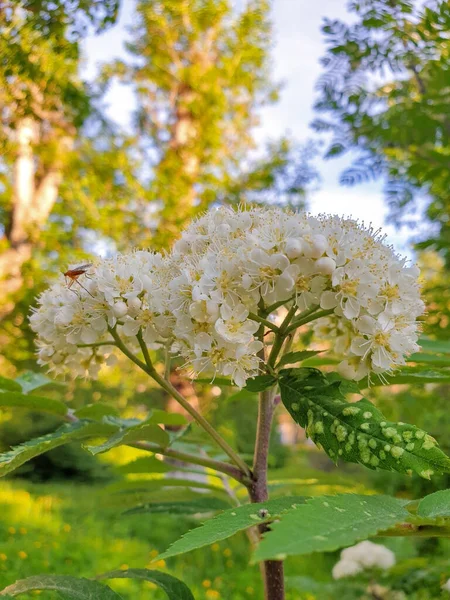 All Inizio Dell Estate Arkhangelsk Fiori Rowan Primo Piano Alla — Foto Stock