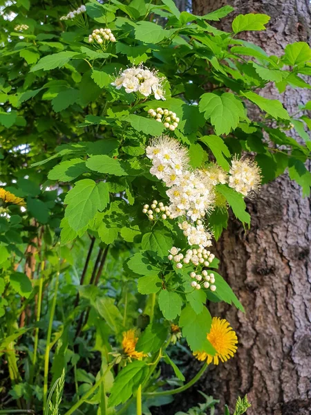 Early Summer Arkhangelsk Spiraea Flowers Close Light Setting Sun Evening — Stock Photo, Image