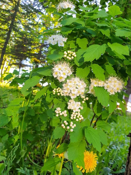 All Inizio Dell Estate Arkhangelsk Spiraea Fiori Primo Piano Alla — Foto Stock