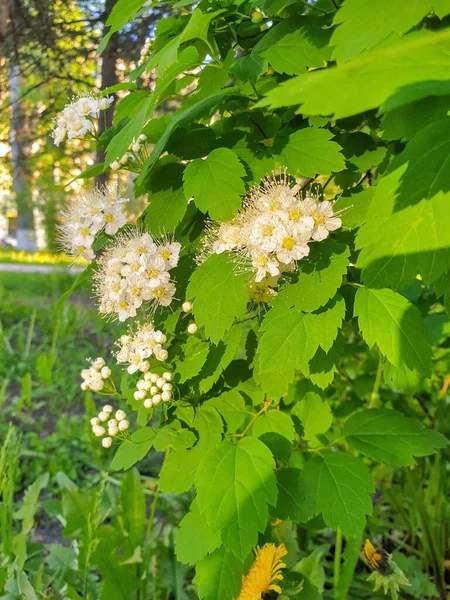 Early Summer Arkhangelsk Spiraea Flowers Close Light Setting Sun Evening — Stock Photo, Image