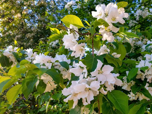 All Inizio Dell Estate Arkhangelsk Fiori Melo Primo Piano Alla — Foto Stock