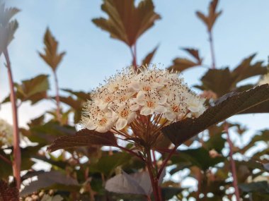 Spiraea. Yaroslavl 'daki Volga ve Kotorosl seti üzerindeki parkın güzel peyzajı.