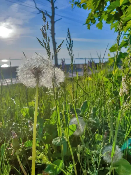 Taraxacum Dandelion 십시오 속에서 솜털로 아르한겔스크에서의 초여름 — 스톡 사진