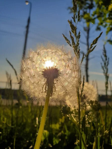 Taraxacum Pampeliška Zavřít Zralá Semena Kytce Chlupaté Koule Světle Zapadajícího — Stock fotografie