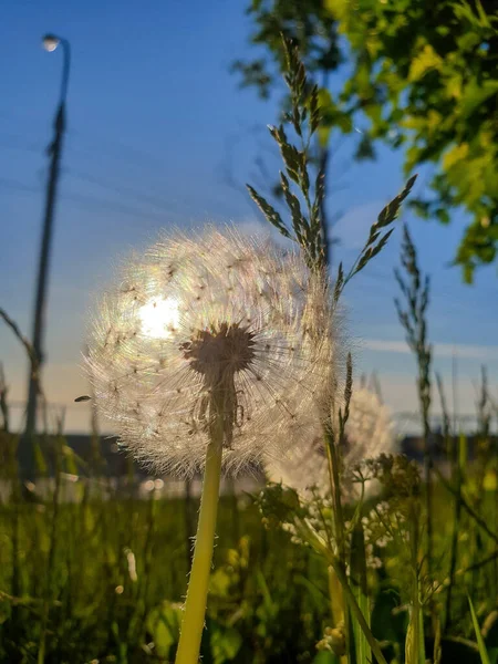 Taraxacum Diente León Cerca Semillas Maduras Flor Pelotas Esponjosas Luz — Foto de Stock