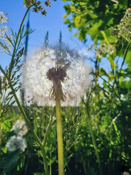 Taraxacum Pissenlit Ferme Graines Mûres Sur Fleur Boules Moelleuses Lumière — Photo