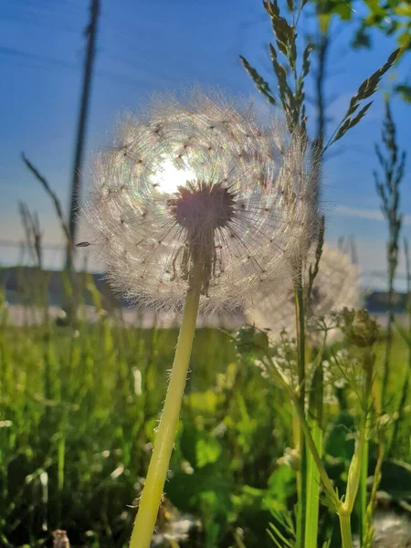 蒲公英 蒲公英 靠近点花上有成熟的种子 夕阳西下 毛茸茸的球体映衬着落日 阿尔汉格尔斯克的初夏 — 图库照片