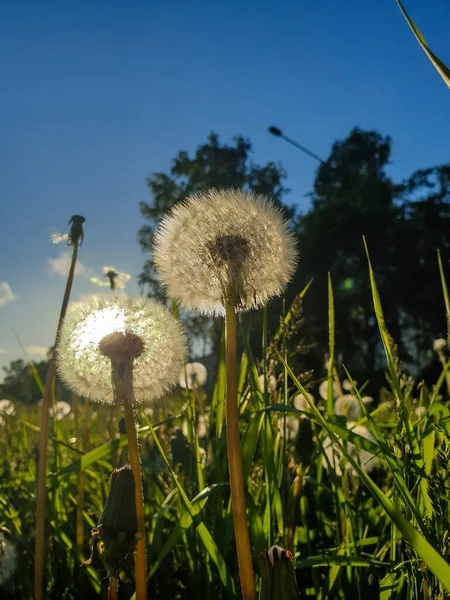 蒲公英 蒲公英 靠近点花上有成熟的种子 夕阳西下 毛茸茸的球体映衬着落日 阿尔汉格尔斯克的初夏 — 图库照片