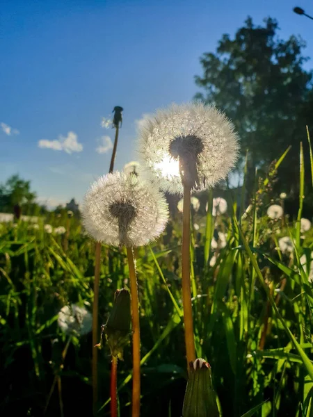 蒲公英 蒲公英 靠近点花上有成熟的种子 夕阳西下 毛茸茸的球体映衬着落日 阿尔汉格尔斯克的初夏 — 图库照片