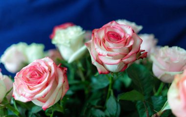 Makro. Rose yakın plan. Bulanık arkaplanda pembe ve beyaz çiçekler.