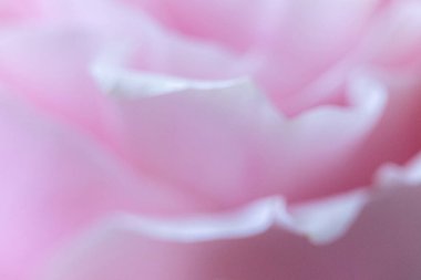 Makro. Rose yakın plan. Bulanık arkaplanda pembe ve beyaz çiçekler.