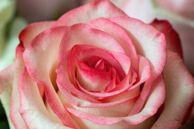 Makro. Rose yakın plan. Bulanık arkaplanda pembe ve beyaz çiçekler.