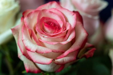 Makro. Rose yakın plan. Bulanık arkaplanda pembe ve beyaz çiçekler.