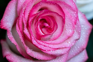 Makro. Rose yakın plan. Su yapraklara damlıyor. Bulanık arkaplanda pembe ve beyaz çiçekler.