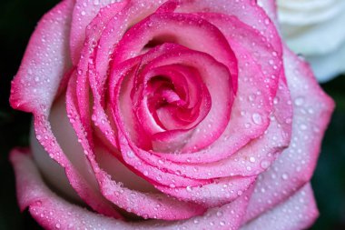 Makro. Rose yakın plan. Su yapraklara damlıyor. Bulanık arkaplanda pembe ve beyaz çiçekler.