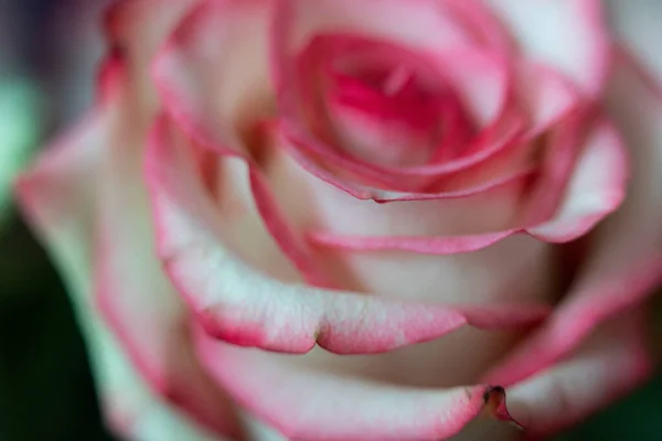 Macro Rose Close Pink White Flowers Blurry Background — Stock Photo, Image